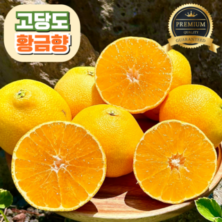 [고당도] 황금향 15brix 제주 산지직송, 1개, 가정용 2kg