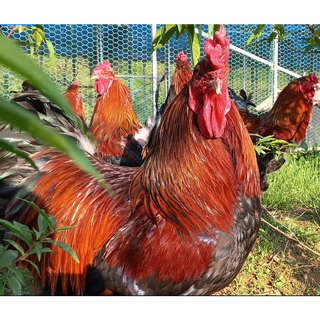 브라마유정란 주요 특징 상세 스펙