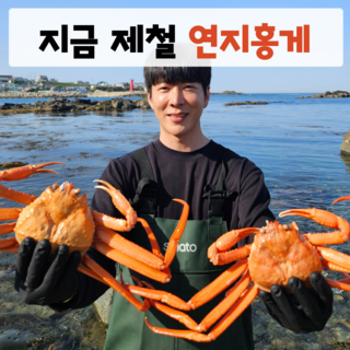 프리미엄 박달 일반 연지홍게 3kg, 1개, 일반 연지홍게 3kg 6~10미내외