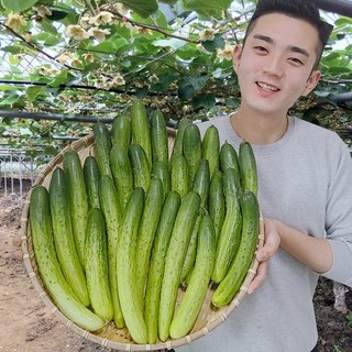 오이 오이지오이 백다다기 백오이 오이지용 소박이용 10개 25개 50개, 특등급 10개 (소박이용/2kg), 1개