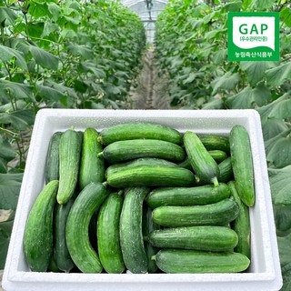 수분 가득 못난이 미니오이 피클 오이지 스낵 제철 간식용 1.5kg 3kg 5kg, 1개, 클로렐라 못난이 미니오이 1.5kg