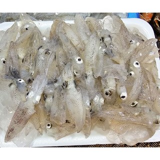 산지직송 국내산 당일조업 생물 호래기 호래기회 꼴뚜기 제철 횟감, 1개, 200g