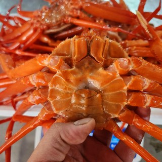 포항 구룡포 선주직송 자숙 연지홍게 당일조업, 3kg 일반 8-12미 [수율 70% 내외], 1개