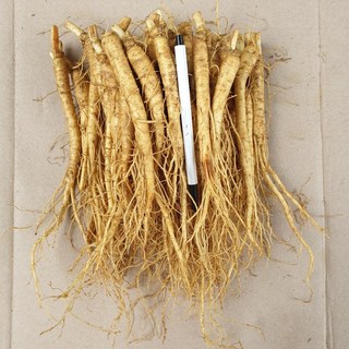 금산인삼 소삼계 750g 40-70뿌리 튀김용 삼계탕용 갈비탕용, 750g(세척안함), 1개