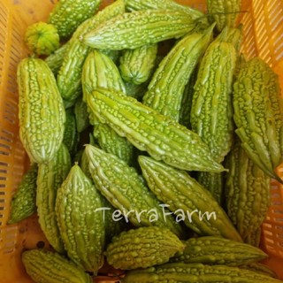 생여주 500G