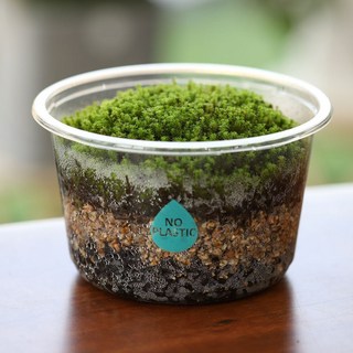 꽃집사의 이끼정원 양지이끼 천연 가습기 식물 키우기 키트 기르기, 1개