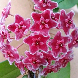 사랑스러운 핑크별꽃 호야 카노사 핑크