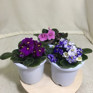 바이올렛 꽃화분