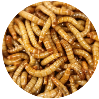 밀웜나라 밀웜, 약 2.5cm 대 200마리(대), 1개