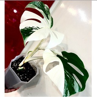 알보 몬스테라 (모체제거 새잎2장 투명화분셋팅 ) -식테크로 쓸만한 개체 (이미지는 참고용)523 1개 1개 상품 이미지