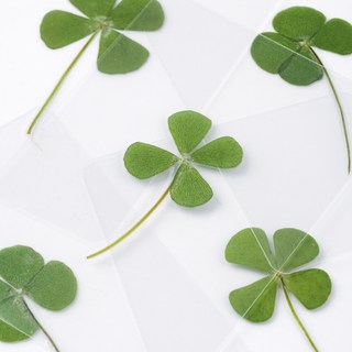 무둥 네잎클로버 10개 상품 이미지