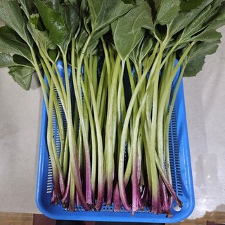 속리산[자생]자연산 머위대 머위줄기 머우대 머구대 1kg, 1개