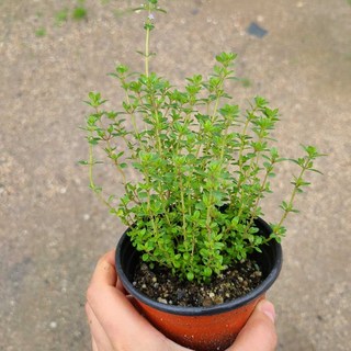 허브 키우기 레몬타임 모종 화분 더피움 10cm 1개 상품 이미지