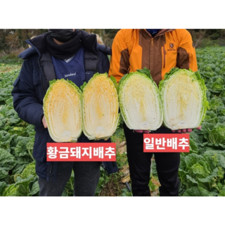 [국내유일 라이코펜 배추] 황금배추도사 절임배추 HACCP인증 해남절인배추, 1박스, 20kg