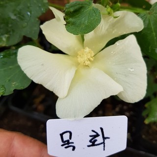 목화 모종