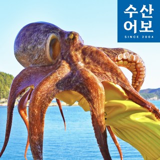 산지직송 당일조업 통영 문어 자연산 활 돌문어, 1개, 1kg (2~4마리)