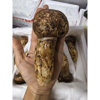 송이버섯 백두산송이버섯 송이 연변송이 버섯류, 1박스, 800g