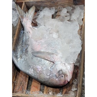 완도 자연산 병어 대형(300g~700g 특특대) 덕자병어 제수용 5만원 이상 구매시 자숙전복 1마리 증정, 1개, 300g, 특대(생물300g 전후)