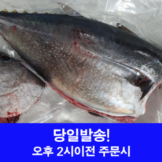 국내산 생물 참다랑어 얼리지 않은 참치 1미, 1개, 참다랑어 4-6kg급