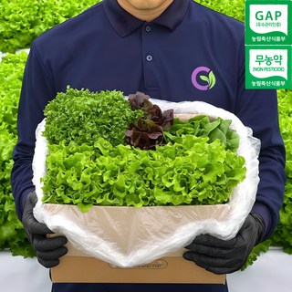 유러피안 샐러드 채소 유럽 상추 1kg, 1개