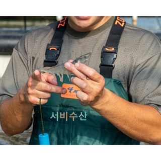 해썹 무항생제 실내양식 건강의섬 완도 새우 청년이 직접 키워 직접 판매하는 왕새우 활새우 흰다리새우 1kg 2kg, 2개, 1kg(30미중반)
