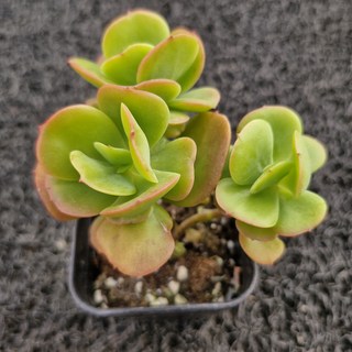 봄의정원 홍매화 다육(소품), 1개