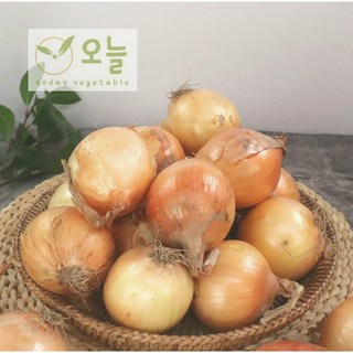 [오늘야채]25년 창녕 햇양파(중) 산지직송, 1개, 5kg