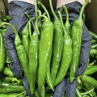 맵고 부드러운 햇 청양고추 특A급 300g 500g, 1개