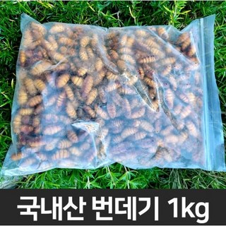국산번데기