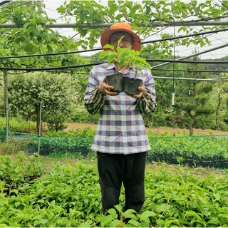 청하다래농원 토종다래 묘목 3년생 2년생 3년생 국내산 다래나무 묘목 결실주, 5치포트, 1개, 토종다래 2년생