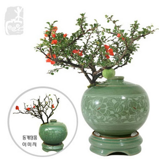 에코플라워 분재 (장수매 청자당초항아리) 수도권배송 택배배송 사진전송 승진 영전 인사이동 진급 취임 개업 집들이 꽃배달 ds-0005, 1개