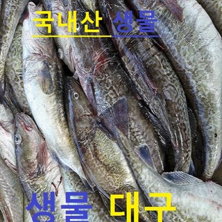 (쌍다리상회) 오늘생물 생대구 1-4마리 2kg이상 생물, 생물 대구 토막손질 1,5kg이상 5-10인, 1개