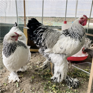 브라마유정란의 주요 특징