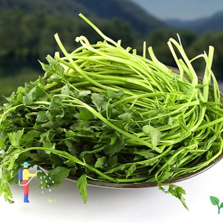 무농약 청도 한재미나리 4kg(벌크), 1박스, 한재미나리4kg(벌크)