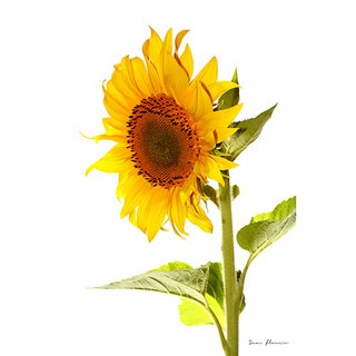 풍수아트 돈들어오는 풍수 해바라기 그림액자 19종, 11.SUN-단아함