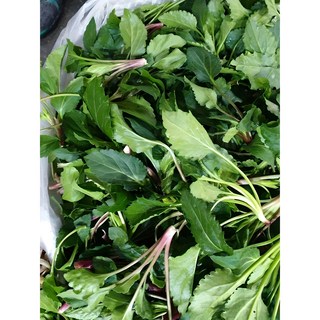취나물, 울릉도생취나물500g, 1개