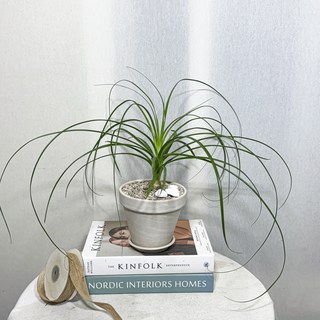 식물공장 독구리난 중소품 25~40cm 79 야생화 플랜테리어, 1개
