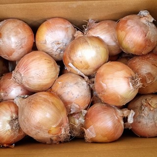 [디어푸르츠] 국내산 양파 잘말려 단단한 무안 햇 양파, 1박스, 10kg(소)