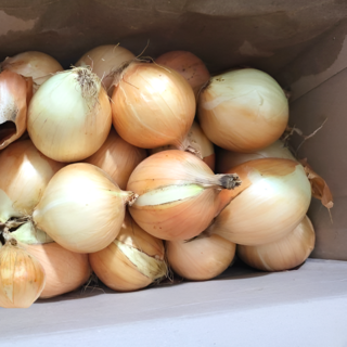 햇 양파 10kg 중사이즈 장아찌 사이즈 최상품, 1개, 10kg (소사이즈)