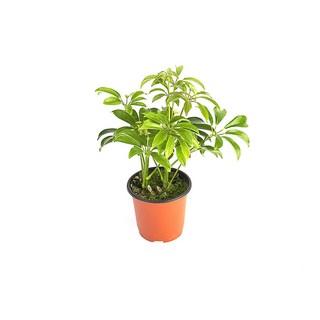 그린테라피 실내공기정화식물 관엽 모종 미세먼지제거 홍콩야자 1개 상품 이미지