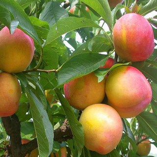 충주원예조경 자두나무 후무사