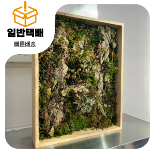 천연이끼 인테리어소품 벽걸이액자 집들이선물 오픈선물 대구화분 당일배송, 1개