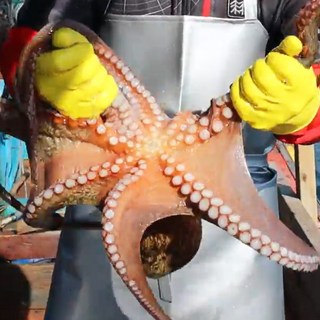 통영 산지직송 자연산 활 돌문어 당일조업, 1개, 3kg 1-13미