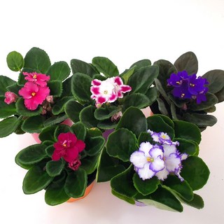 아프리칸 바이올렛 꽃화분