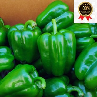 국내산 피망 못난이 청피망, 1개, 못난이피망 1kg
