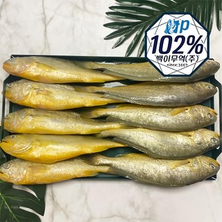 황금물고기 부세조기