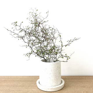 애스토니 뮤렌베키아 (Astonii Muehlenbeckia), 1개