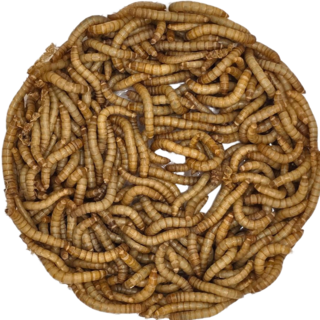 밀웜나라 밀웜, 약 1.5cm 중 200마리, 1개
