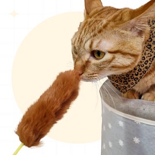 1. 나마스펫 고양이..