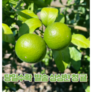 제철365 산지직송 제주도 청귤 풋귤 베이킹소다 증정, 1개, 청귤 못난이 10kg